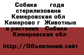 Собака, 1,5 года, стерилизована - Кемеровская обл., Кемерово г. Животные и растения » Собаки   . Кемеровская обл.